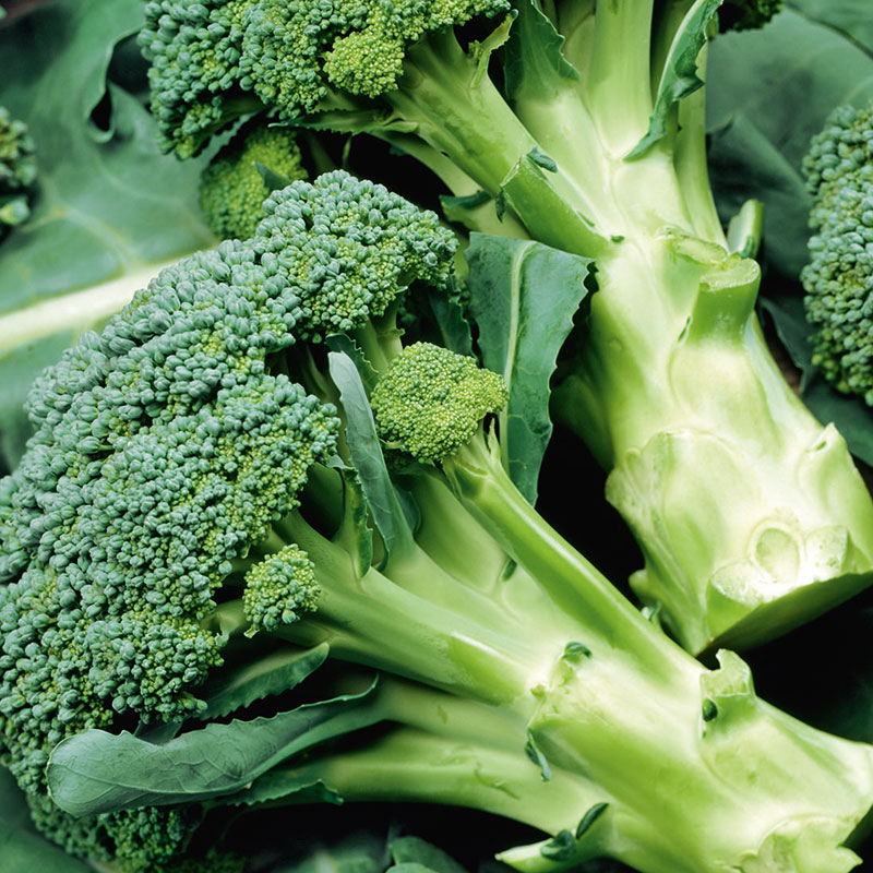 Broccoli 'Calabrese Natalino