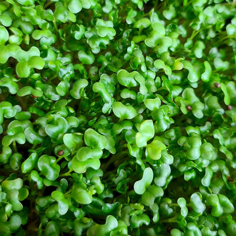 Broccoli mikroblad 50g