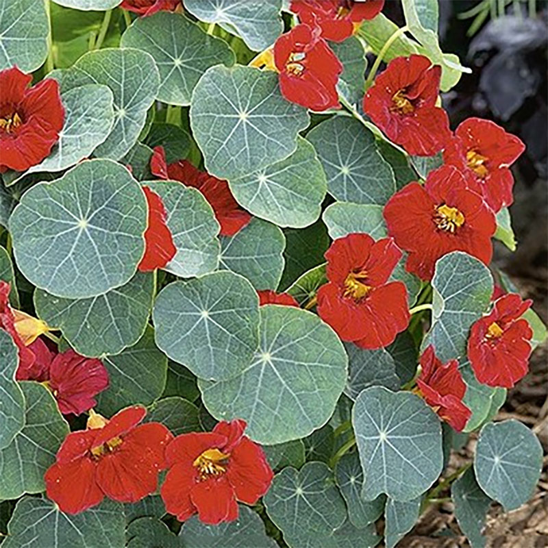 dvärgkrasse 'baby red'