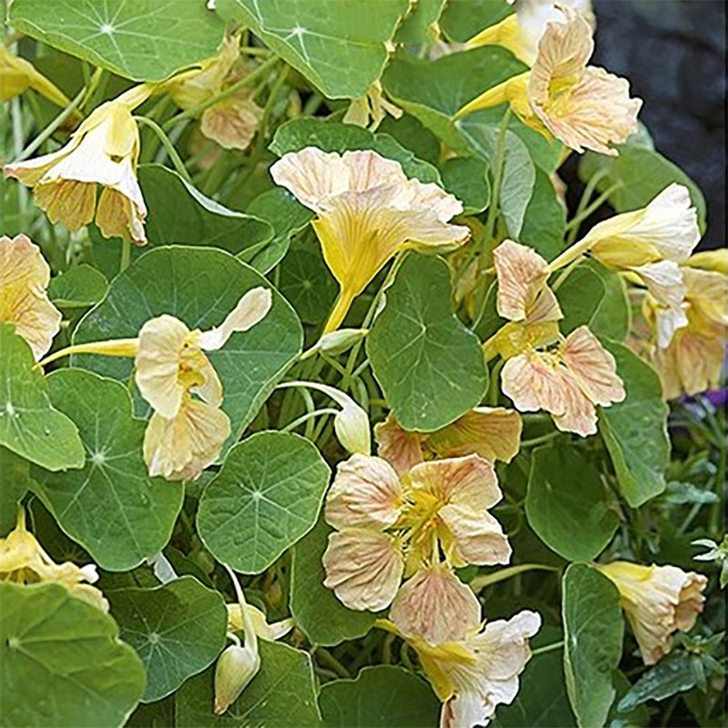 dvärgkrasse 'tip top pink blush'