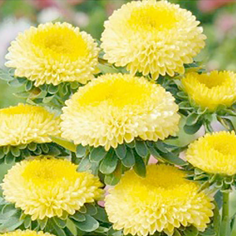 Seklos Sommaraster ’Pompon Yellow’