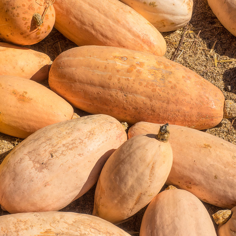 Jättepumpa ’Pink Banana Jumbo’ vintersquash