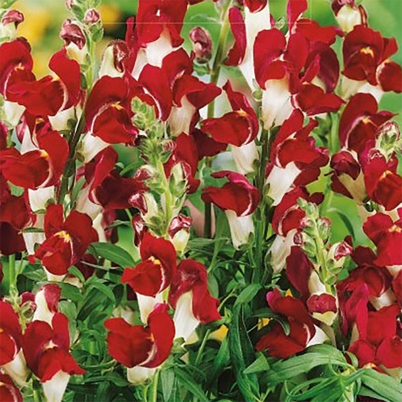 lejongap 'day & night'