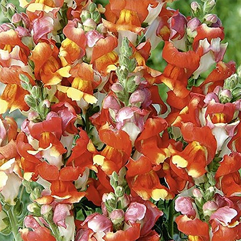 lejongap 'rembrandt'