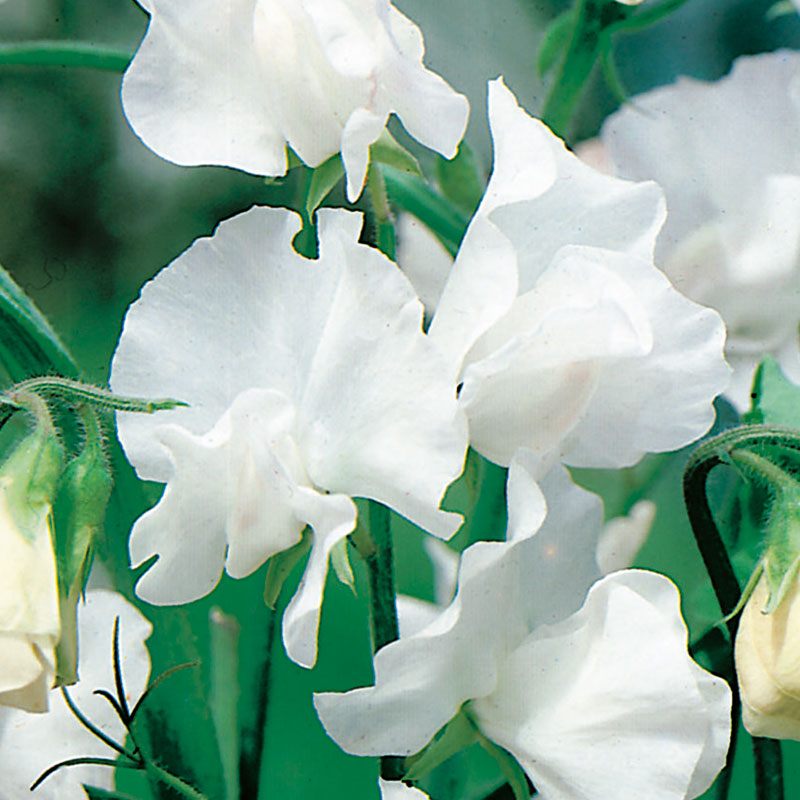 Wexthuset Luktärt ’White Ensign’