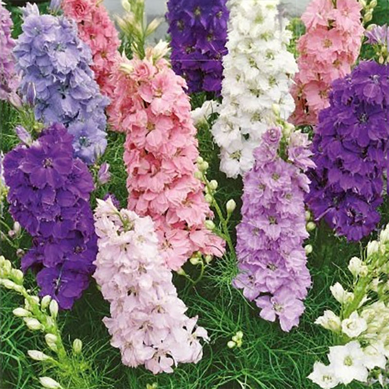 romersk riddarsporre, mix