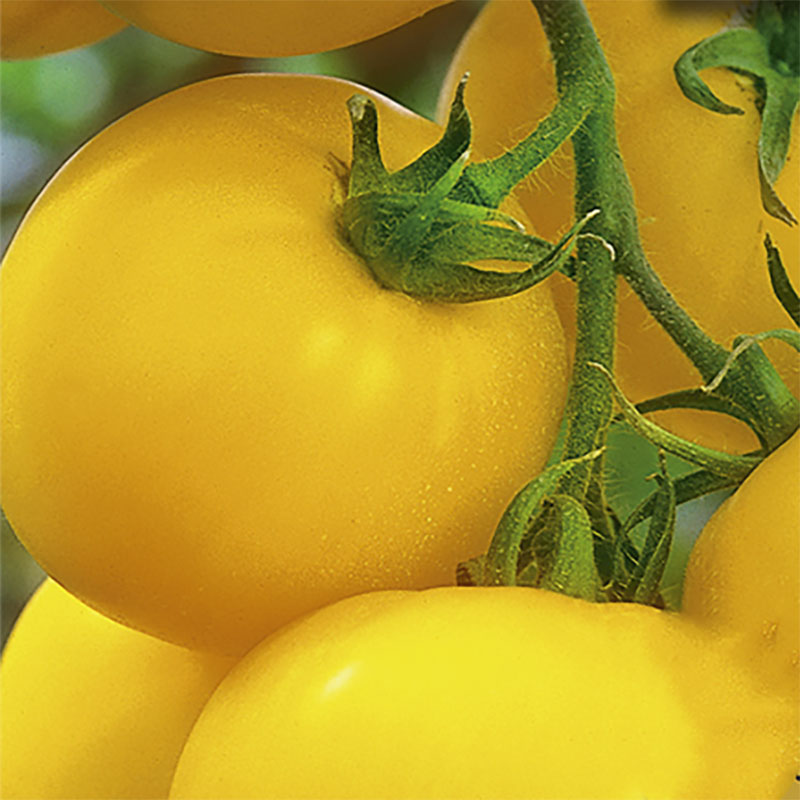 fro-till-tomat-lemonia-f1-narbild.jpg