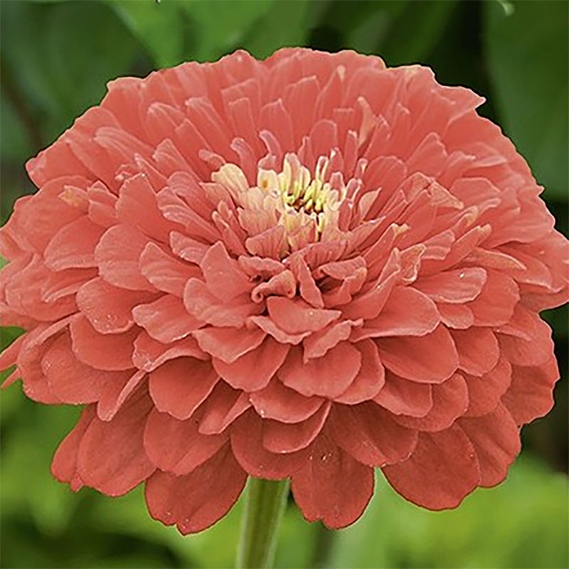 zinnia 'coral beauty'