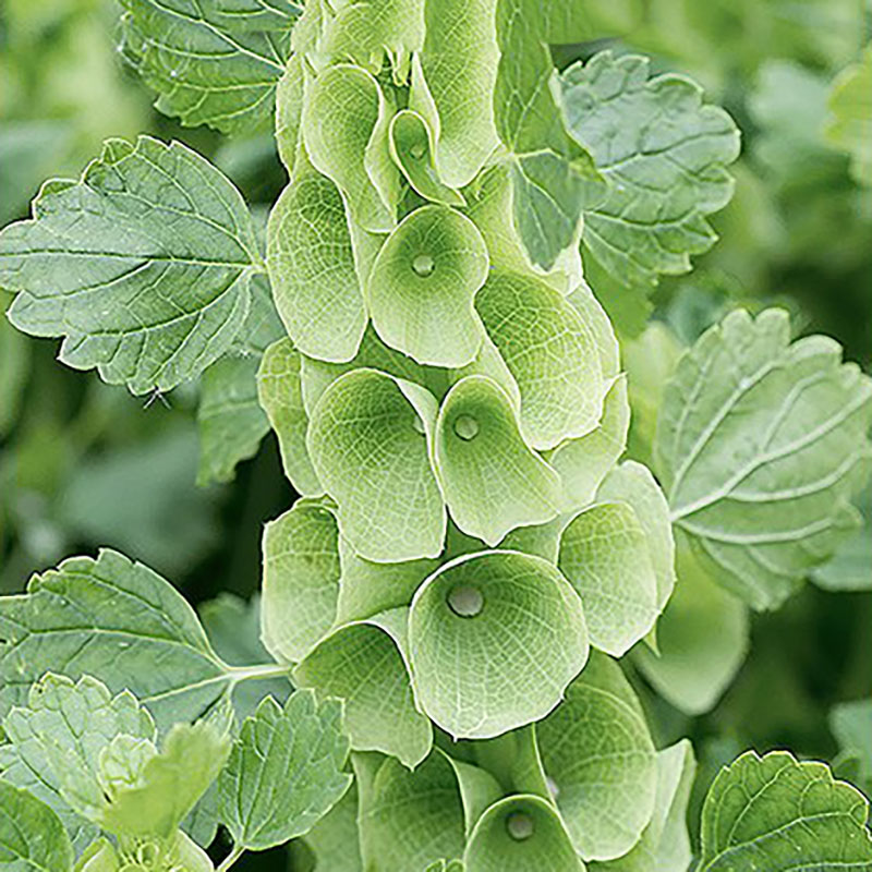 musselsyska 'bells of ireland'