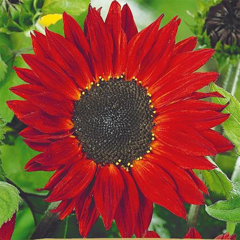 solros 'crimson queen'