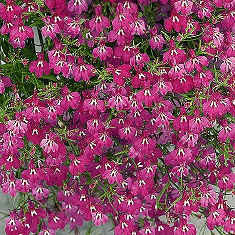 hänglobelia 'red cascade'