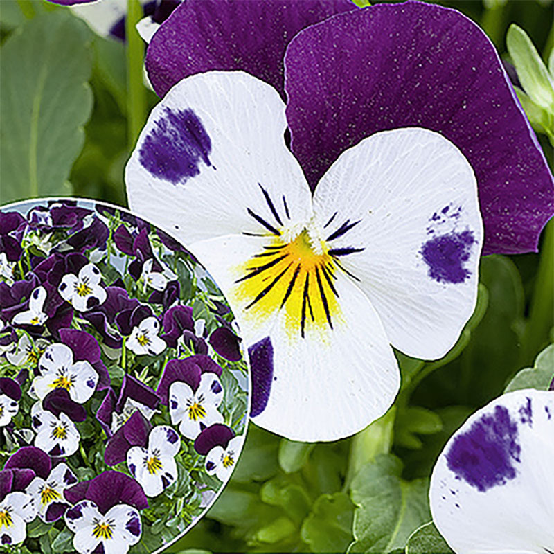 hornviol 'sorbet xp h white jump up'