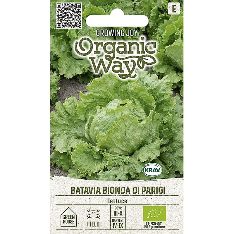 isbergsallat 'bionda di parigi', ekologisk