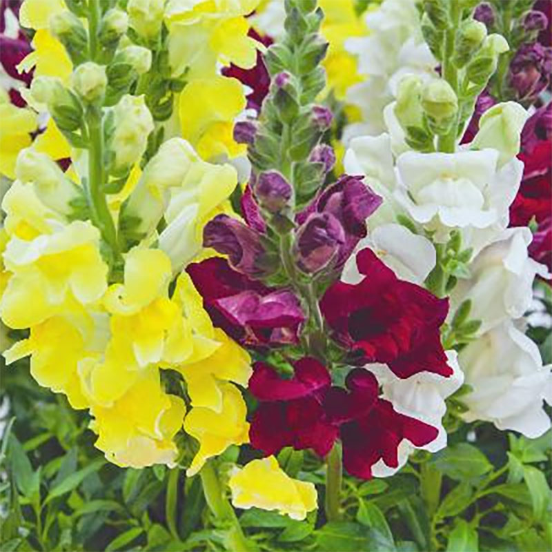 lejongap 'brighton rock'