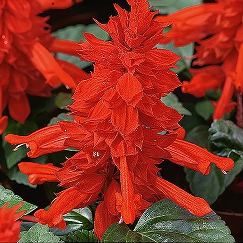 praktsalvia 'scarlet piccolo'