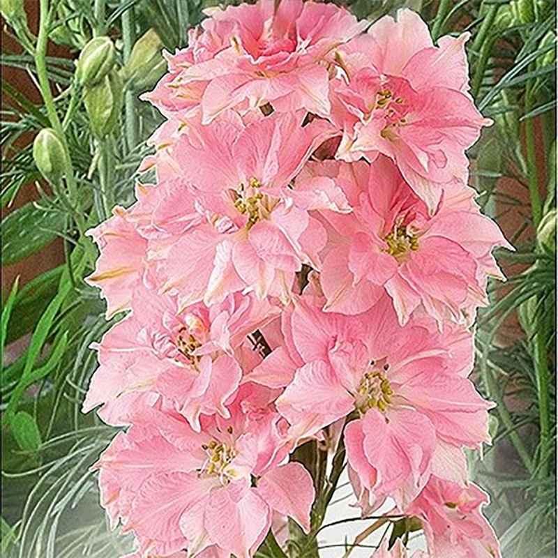 romersk riddarsporre 'rose queen'