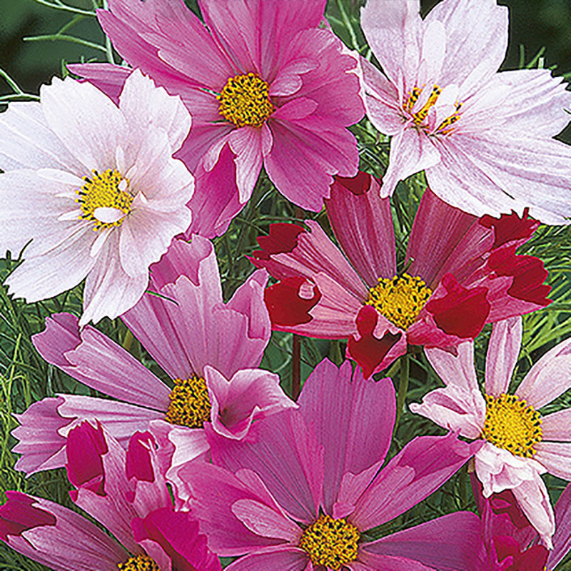 rosenskära 'sea shells', mix