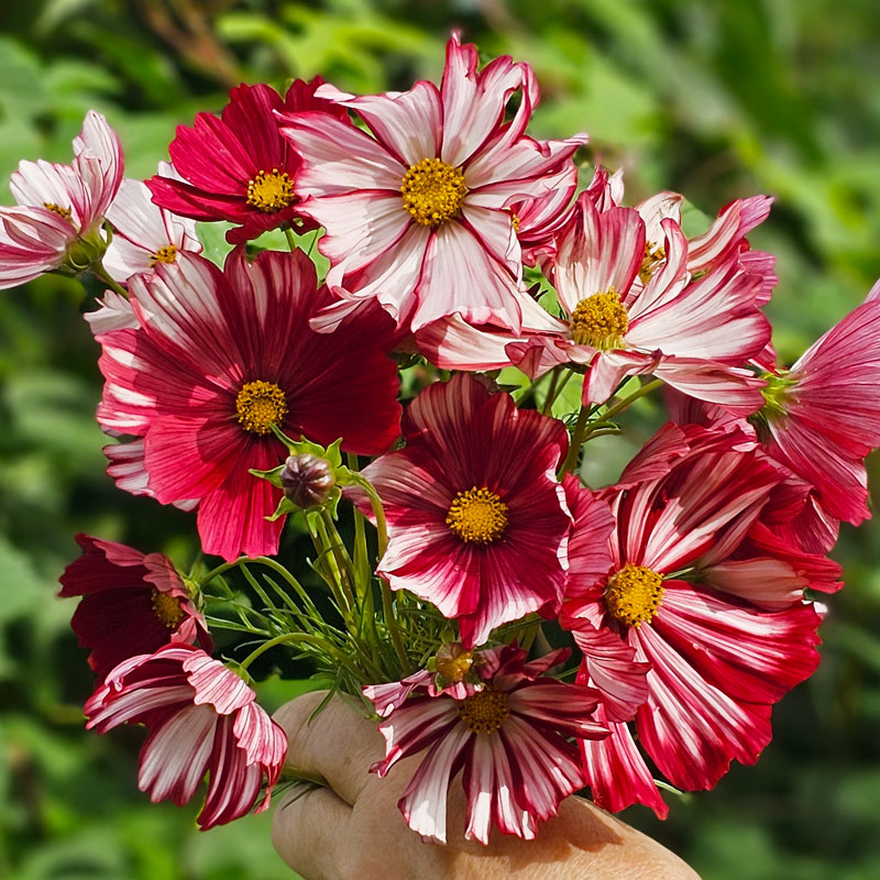 rosenskära 'velouette'