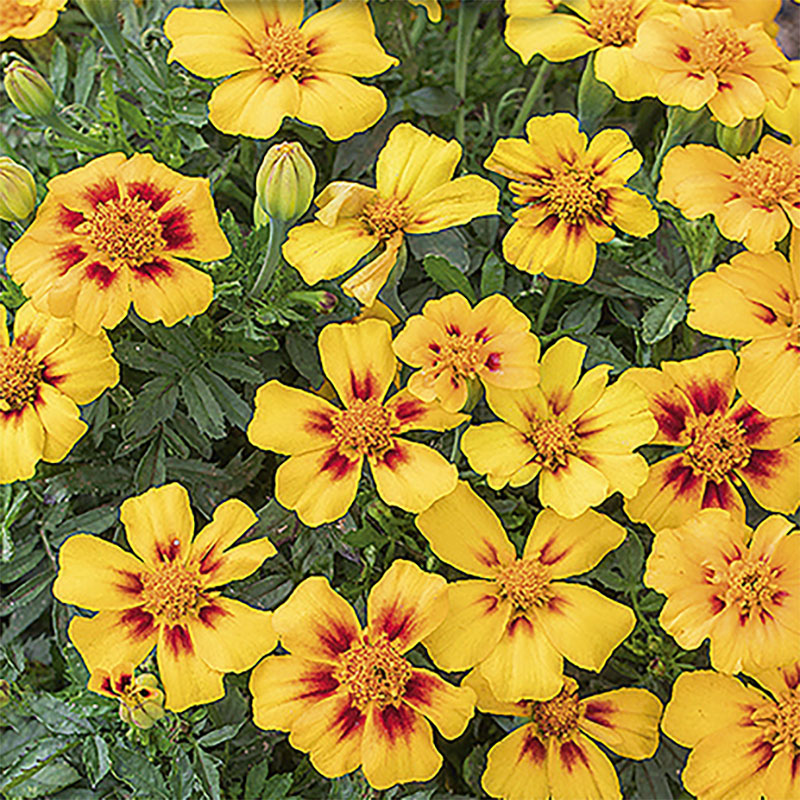 sammetstagetes 'naughty marietta'