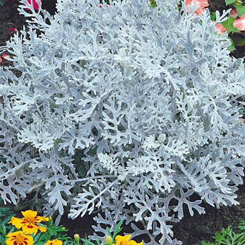 silverek 'silverdust'