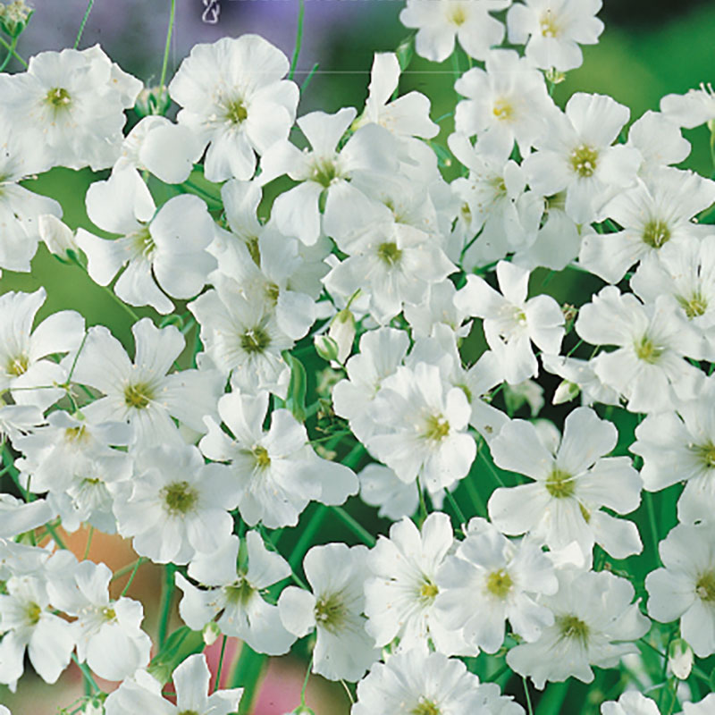 sommarslöja 'covent garden market'