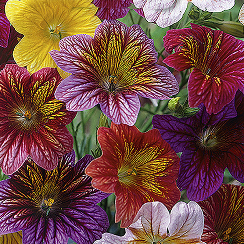 trumpetblomma 'superbissima'