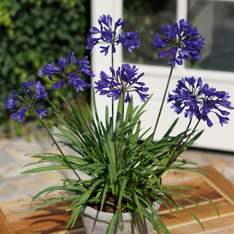 Wexthuset Afrikas blå lilja ’Brilliant Blue’