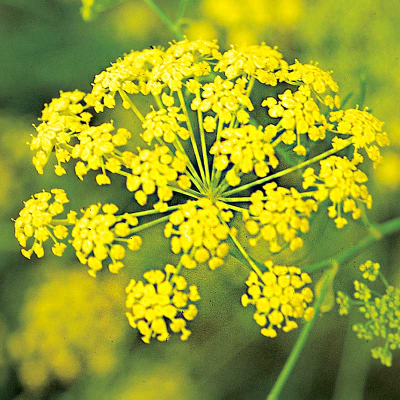 Dill 'Vierling'