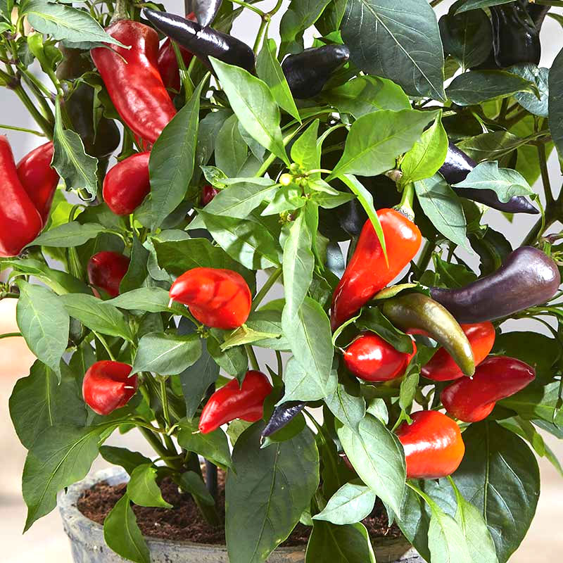 Chilipeppar 'Red mamba' F1