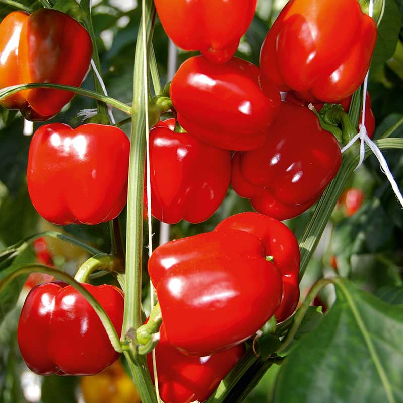 SW Horto Paprika ’Cuby Red’