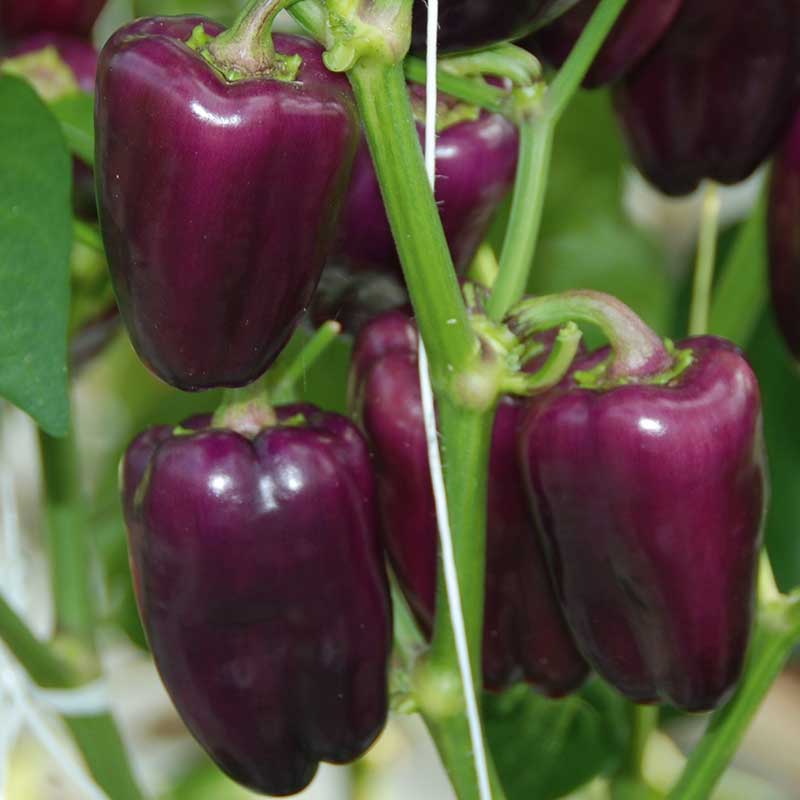 Wexthuset Paprika ’Snack Lilac’