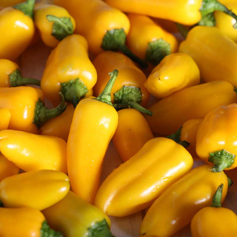 Wexthuset Paprika ’Snack Yellow’