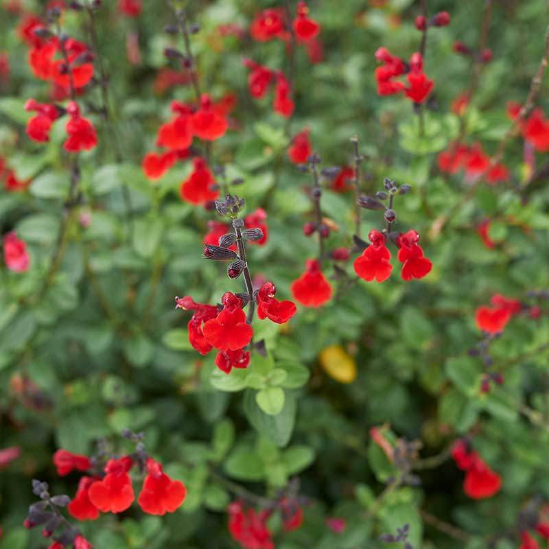 Wexthuset Scharlakanssalvia ’Summer Jewel Red’
