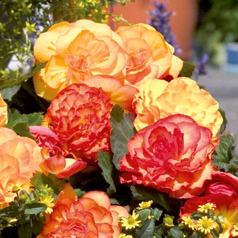 Wexthuset Knölbegonia ’Nonstop Fire’