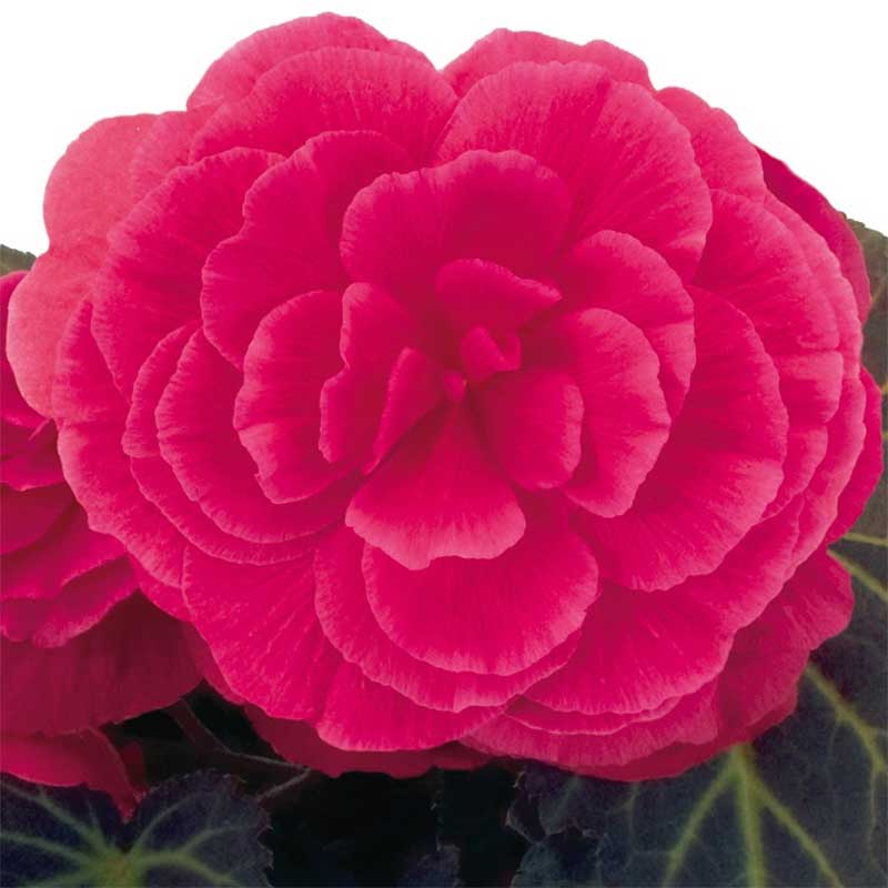 Knölbegonia 'Nonstop Mocca Pink Shades F1'