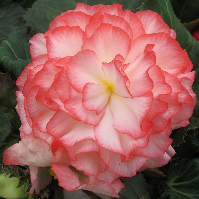 Knölbegonia 'Nonstop Rose Petticoat F1'