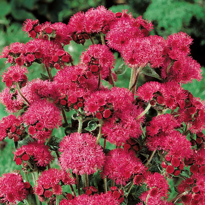 Wexthuset Leverbalsam ’Red Sea’