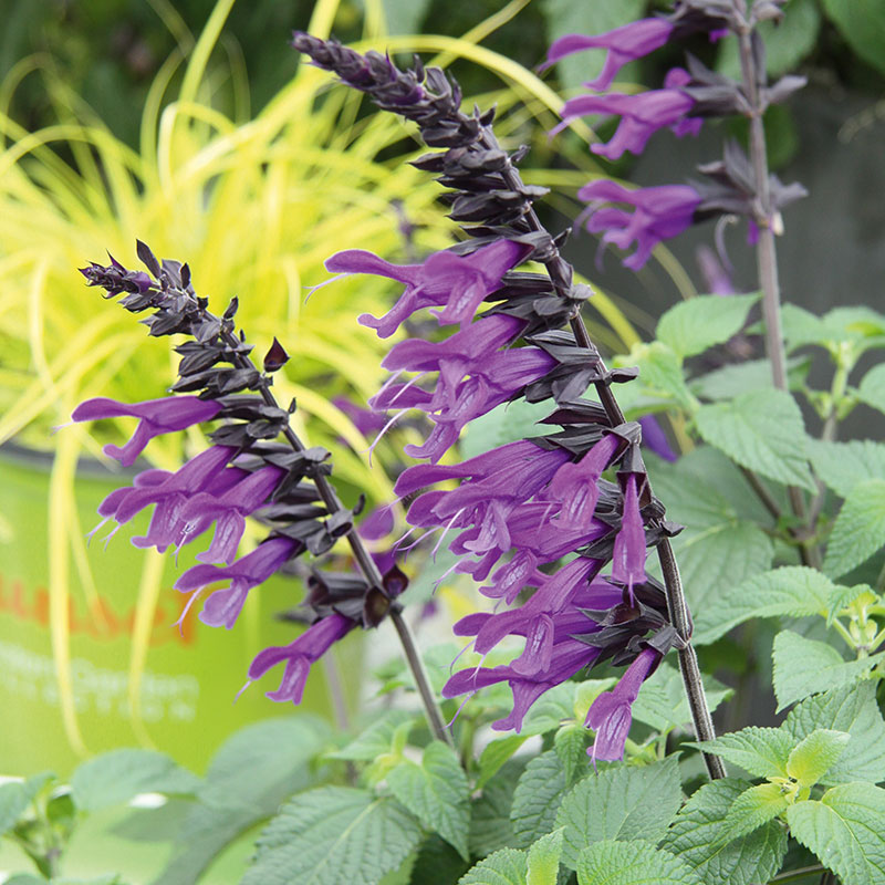 Wexthuset Salvia ’Amistad’ 3-pack