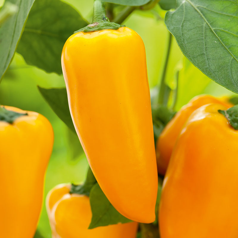 Wexthuset Planta av paprika ’Lubega Mini Yellow’