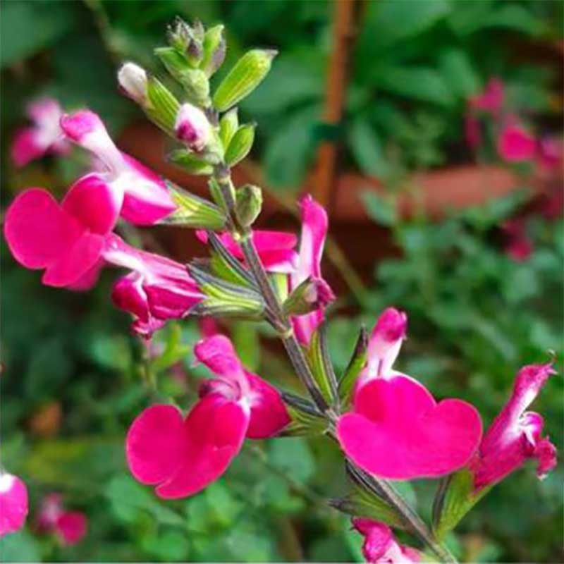 Wexthuset Salvia ’Cherry Lips’ 3-pack