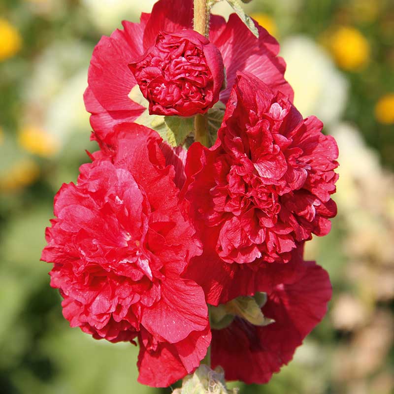 SW Horto Stockros ’Chaters Scarlet’