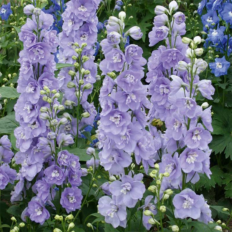 Trädgårdsriddarsporre 'Magic Fountains Lavender'