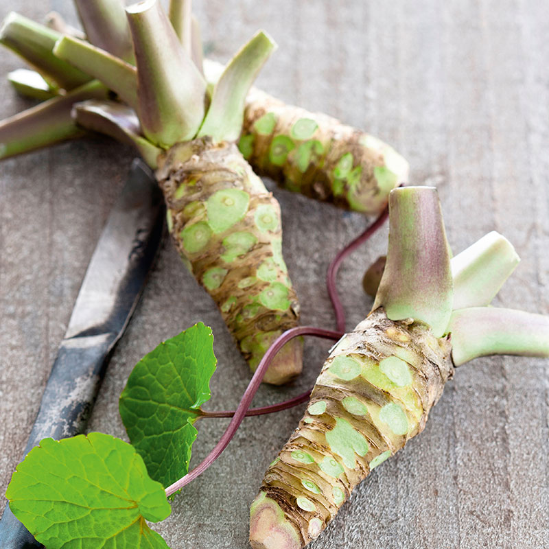 Planta av Wasabi 'Mephisto Green' Wexthuset