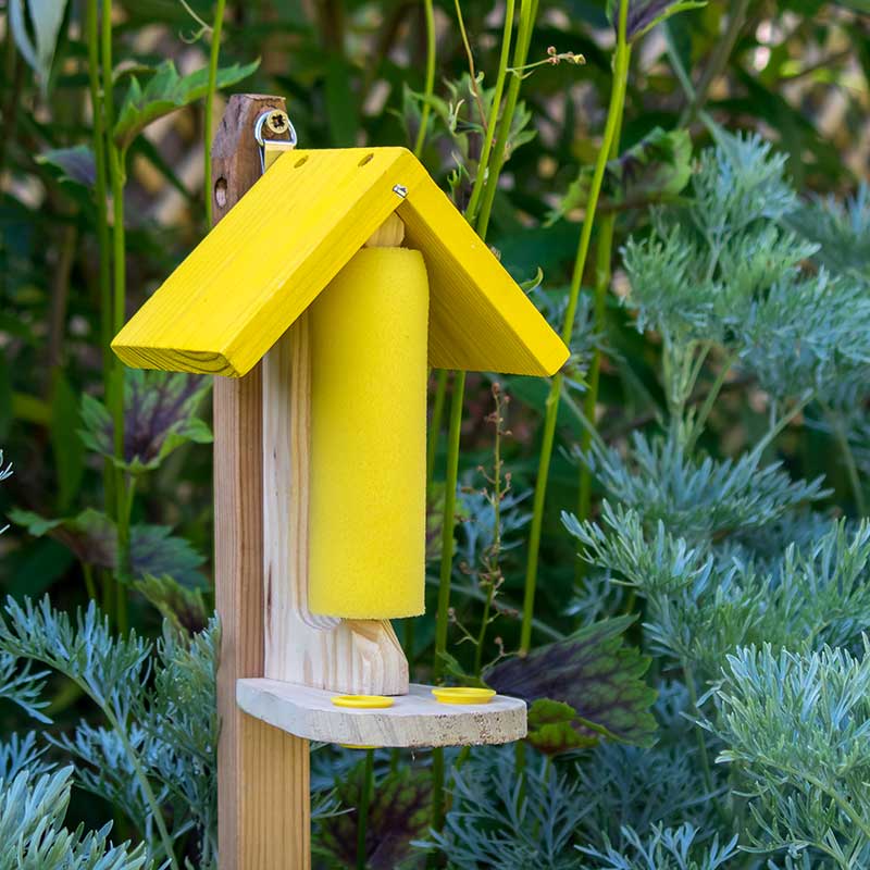 Fjärismatare Butterfly Nectar Feeder Wexthuset