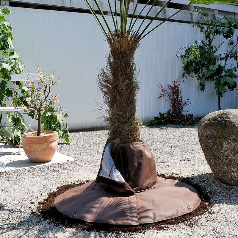 Rotskydd Palm övervintring