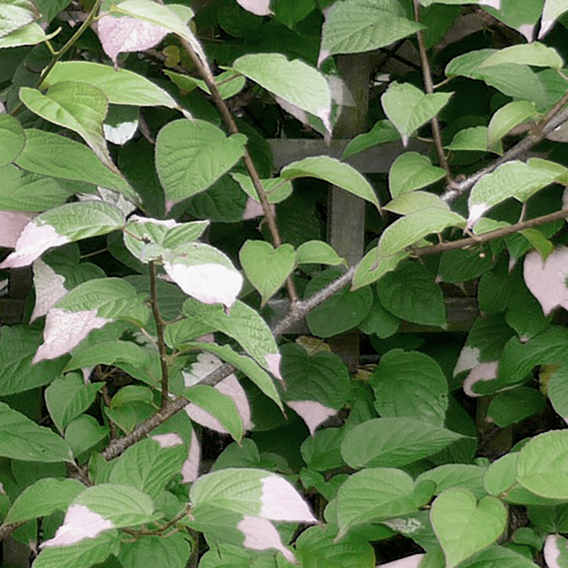 Planta till Minikiwi 'Oskar' Köp online! Wexthuset