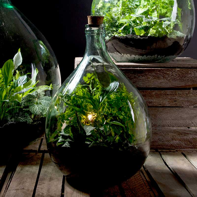 Flaskträdgård med växter