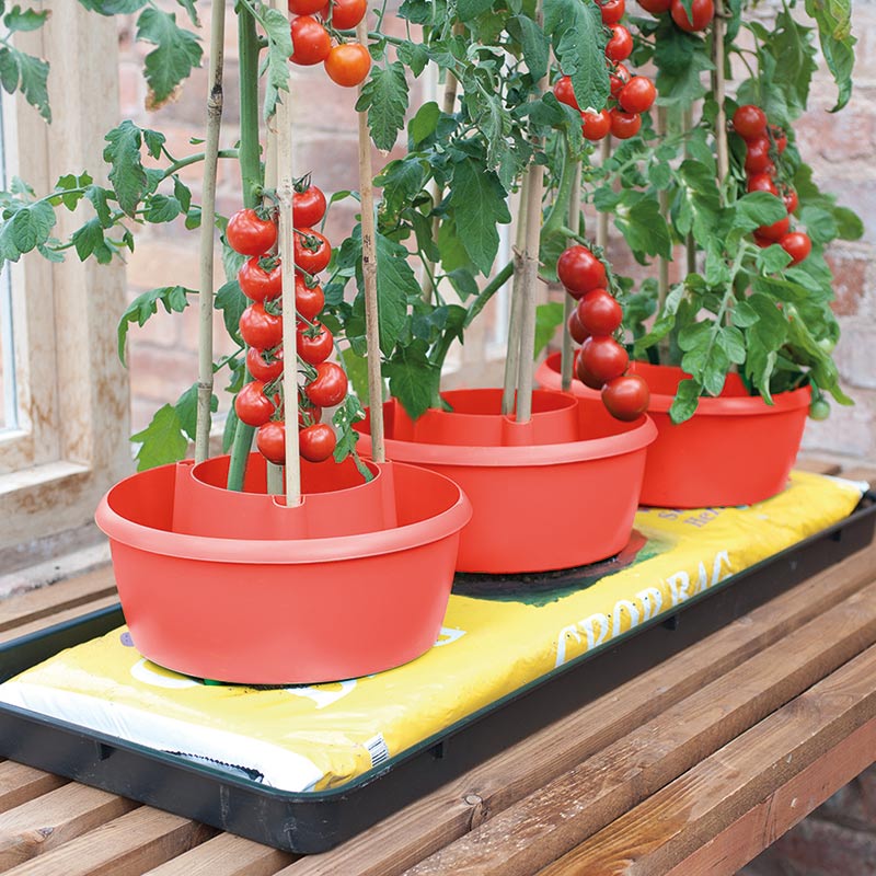 Plantkrage 3-pack, röd