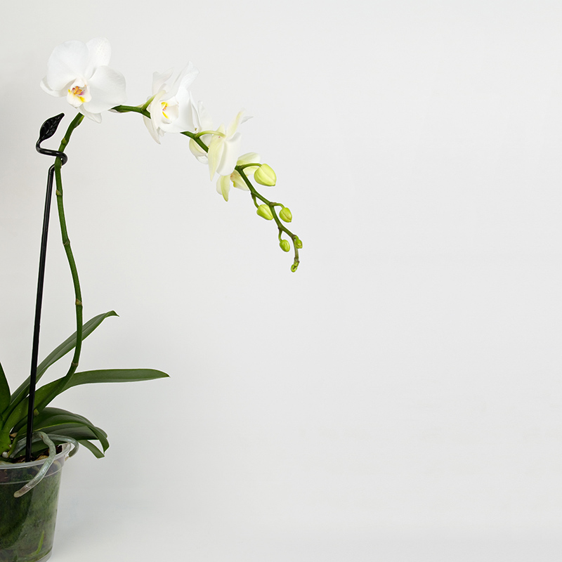 orkidestod-leaf-svart-med-orkide.jpg