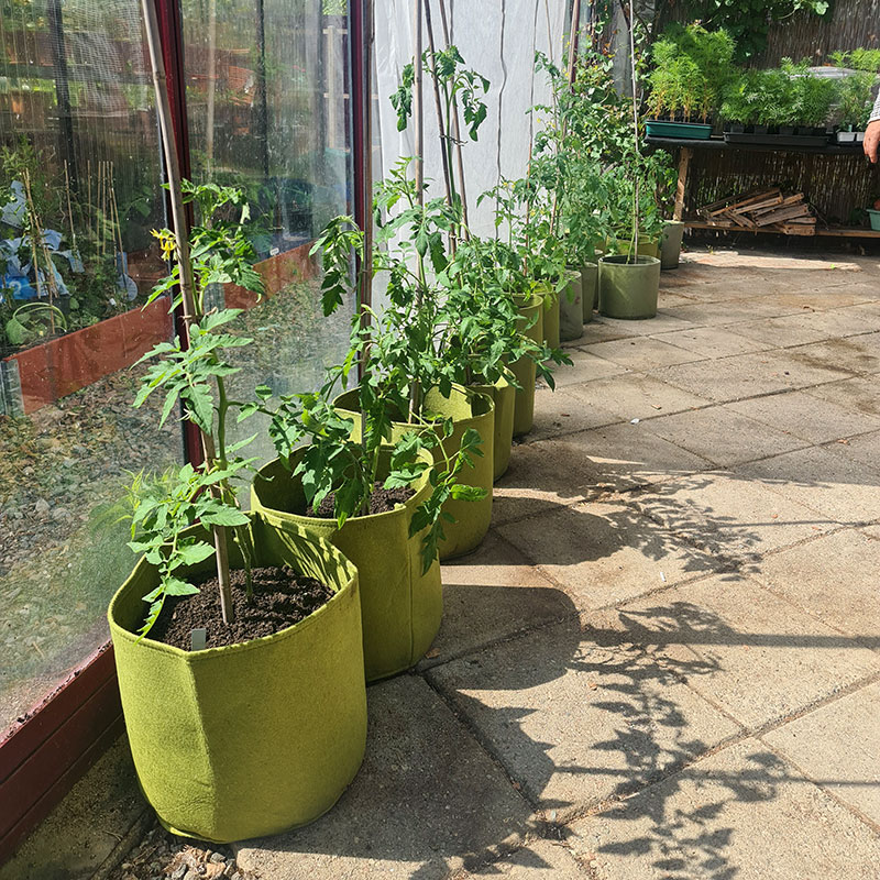 Tomatodling i Vigoroot odlingssäckar